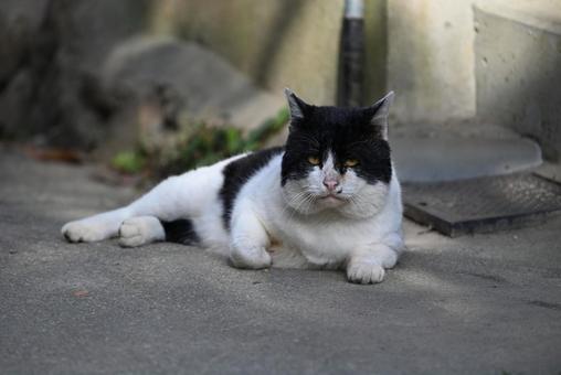 ボス感　浄瑠璃寺のニャンズ　秋編 猫,動物,屋外の写真素材