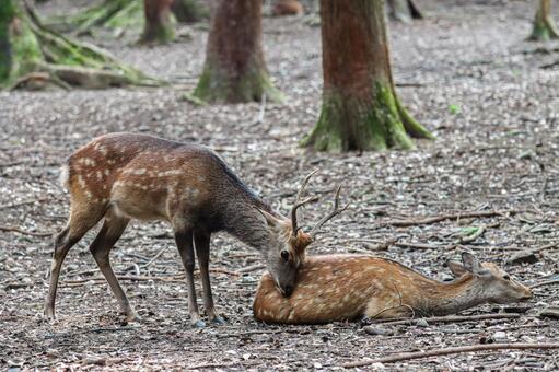 奈良公園の鹿さん5 鹿,奈良公園,鹿の群れの写真素材