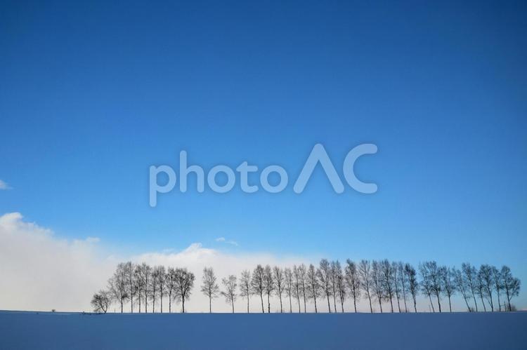 冬の白樺並木 青空,晴れ,冬の写真素材