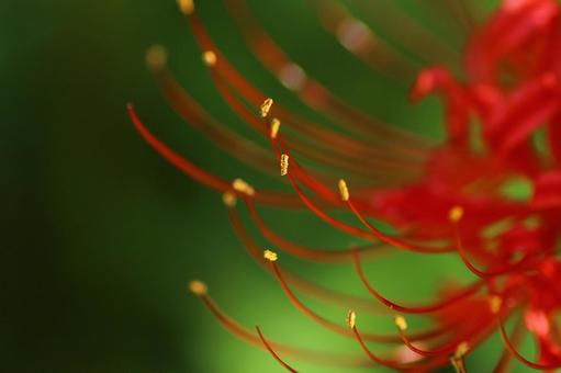 金の花粉 金の花粉の写真