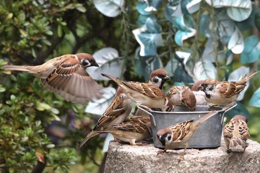 すずめ餌場群れ 自然,野鳥,小鳥の写真素材