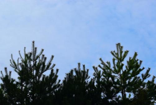 午後の空に伸びる樹木達 青空,空,雲の写真素材