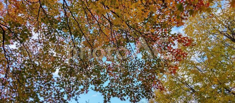 秋の木もれび 紅葉,モミジ,もみじの写真素材
