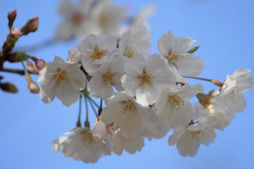 ソメイヨシノ ソメイヨシノ ソメイヨシノ,花,花びらの写真素材