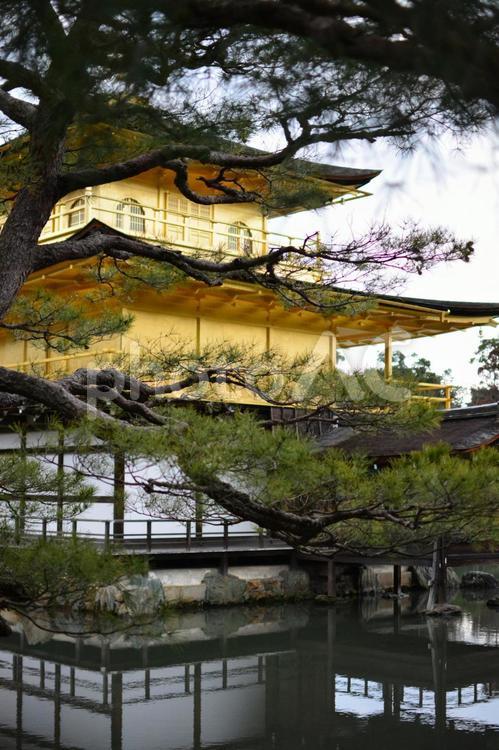 松の木から覗く金閣寺 京都,寺,金閣寺の写真素材