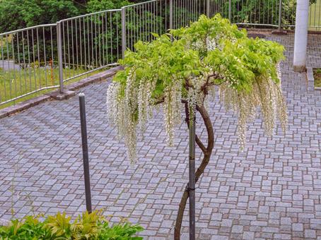 藤の咲く丘　藤棚の藤2ー49 藤棚,藤の花,花の写真素材