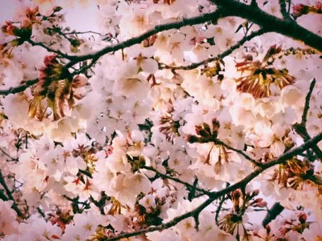 桜の木 桜の木の写真
