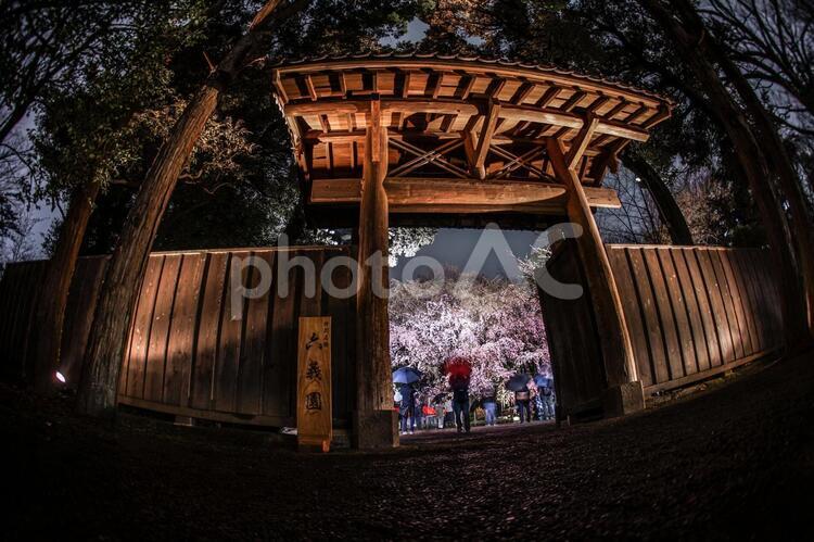 六義園の満開の枝垂れ桜 六義園,桜,枝垂れ桜の写真素材