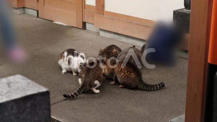 食事中の繁華街の猫さんたち 猫,ねこ,ネコの写真素材
