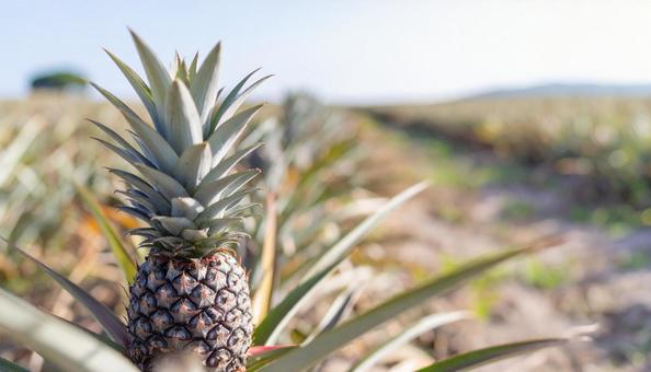 収穫前のパイナップル畑のパイナップル 収穫前のパイナップル畑のパイナップルの写真