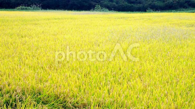 収穫前のお米　青森 田んぼ,収穫前,青森の写真素材