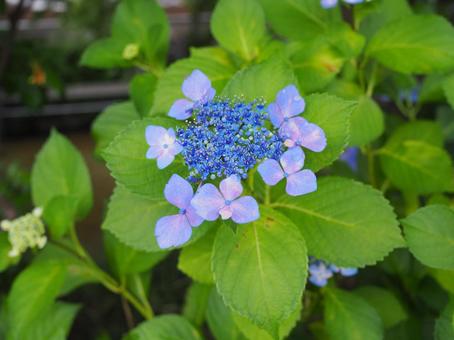 ガクアジサイ ガクアジサイ ガクアジサイ,紫陽花,あじさいの写真素材