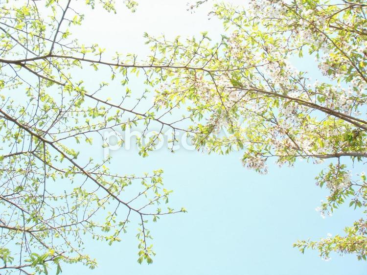 木漏れ日 空,新緑,背景の写真素材