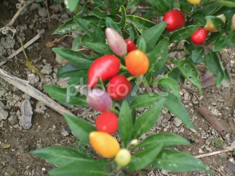 秋に白から赤や黄色に変化する実 五色トウガラシ,観賞用唐辛子,トウガラシの写真素材
