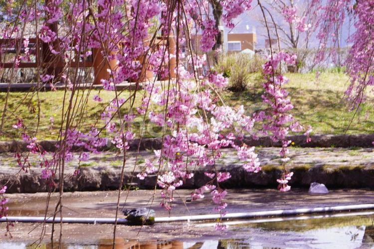 枝垂れ桜  冬,山,晴れの写真素材