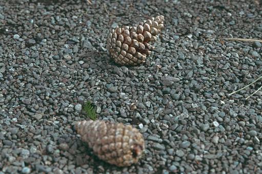 砂利の上に落ちた松ぼっくり 砂利の上に落ちた松ぼっくり 松ぼっくり,砂利,木の実の写真素材