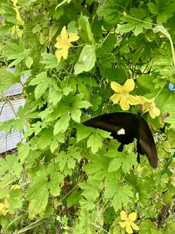 モンキアゲハ モンキアゲハ モンキアゲハ,アゲハ蝶,昆虫の写真素材