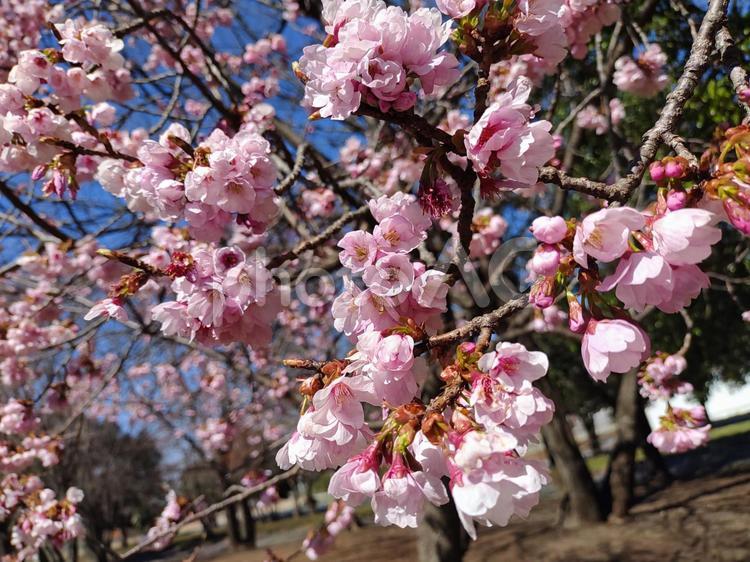 桜　さくら　青空　春 さくら,サクラ,桜の写真素材
