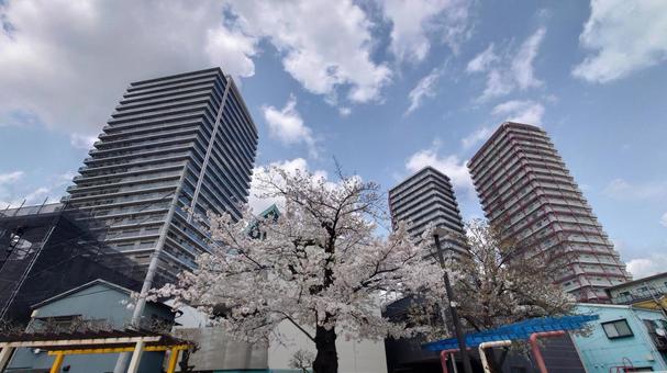Tower apartment cherry blossom spring, JPG