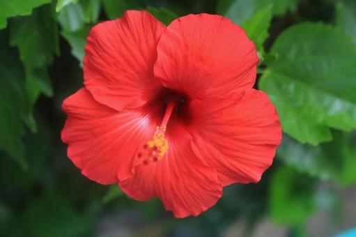 ハワイの花、ハイビスカス満開 ハワイの花、ハイビスカス満開の写真