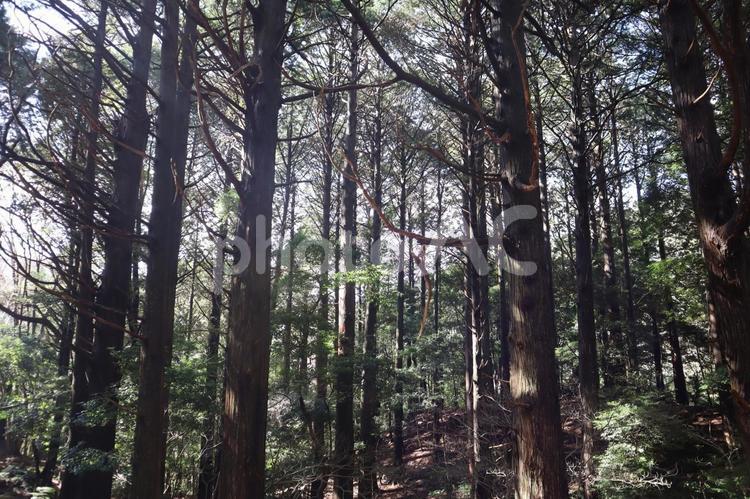 こもれ陽感じる山の中のスギの森 こもれ陽,感じる,山の写真素材