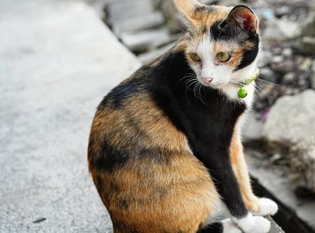 三毛ネコ ネコ,可愛い,ペットの写真素材