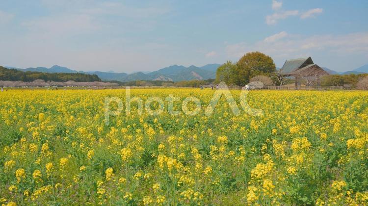 宮崎県西都市の西都原古墳群の菜の花 宮崎県,西都市,西都原古墳群の写真素材