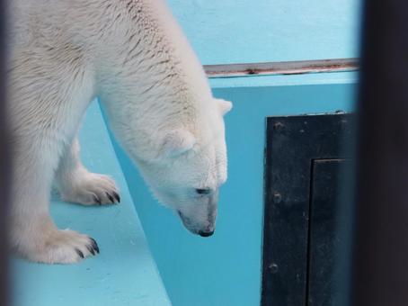ホッキョクグマ ホッキョクグマの写真
