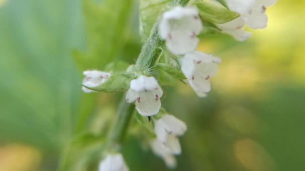青じその花のアップ 青じその花のアップの写真