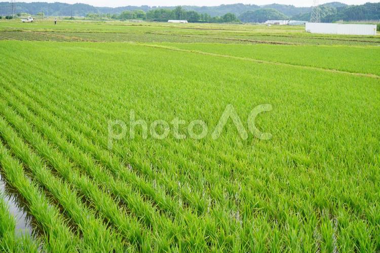田んぼ　初夏　雨上がり４ 田んぼ,たんぼ,田の写真素材