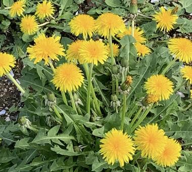 たんぽぽ 春,花,たんぽぽの写真素材