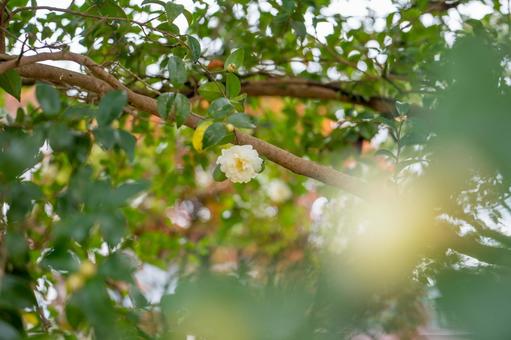 花 自然,マイナスイオン,癒しの写真素材