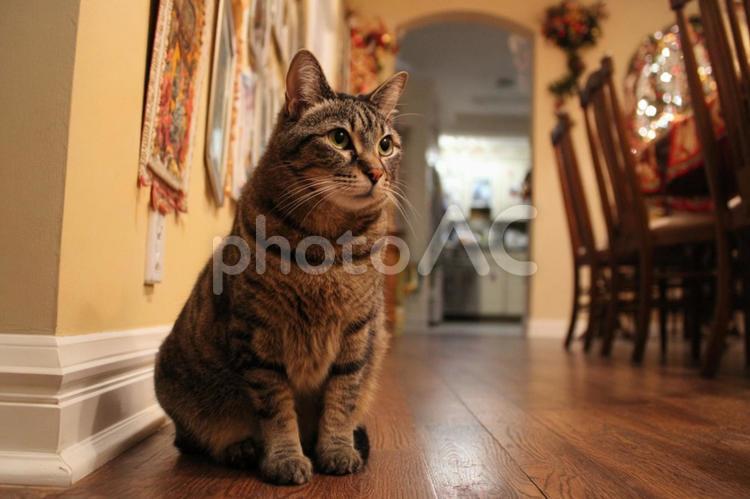 家の中の猫 猫,家,ペットの写真素材