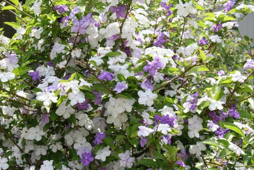 ニオイバンマツリ・匂蕃茉莉　咲く風景 ニオイバンマツリ,熱帯花木,清々しいの写真素材