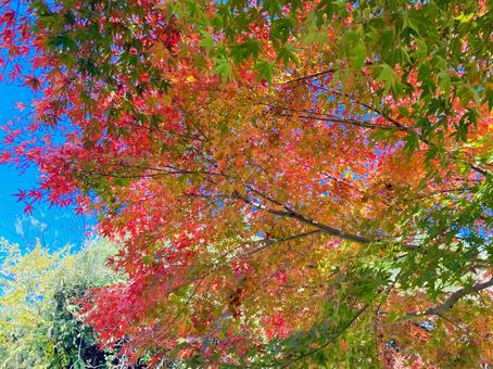 紅葉と青空 紅葉と青空 紅葉,秋,自然の写真素材