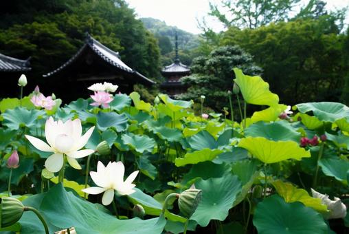 三室戸寺の蓮花 三室戸寺の蓮花 6月,初夏,夏の写真素材