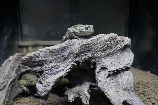 体感型カエル館 KawaZoo 体感型カエル館,kawazoo,かえるの写真素材