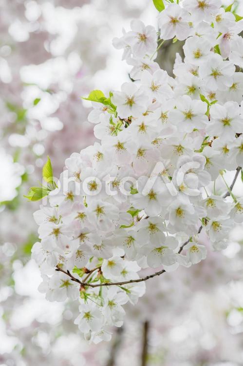 緑の桜　一房 春,桜,曇天の写真素材