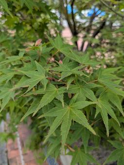 Japanese maple? (Vertical), JPG