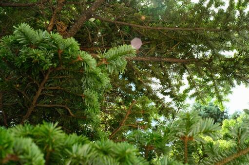 針葉が重なる深い緑 大通公園,もみの木,針葉樹の写真素材