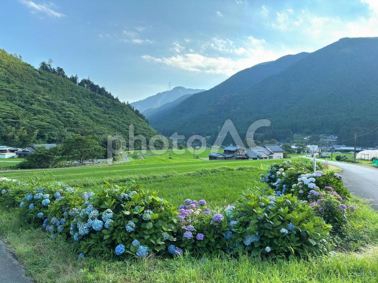 猪篠の棚田 棚田,神河町,猪篠の写真素材