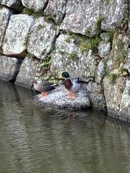 カモの親子 鴨,カモ,かもの写真素材