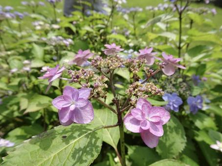 晴れの日の紫陽花 アジサイ,あじさい,ピンクの写真素材