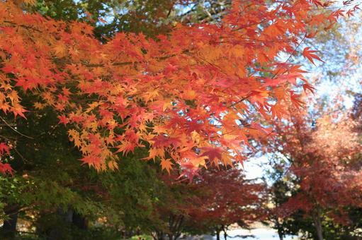 Photo, autumn leaves, red, leaf, 