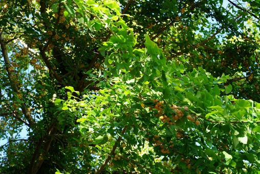 実ったギンナン 実ったギンナンの写真