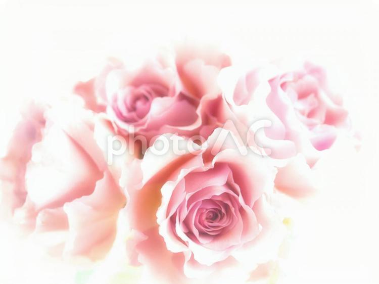 白背景にソフトフォーカスのピンクの薔薇、バラの背景素材 ばら,ソフトフォーカス,ピンクの写真素材