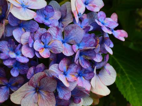 花 紫陽花(アジサイ)紫 花 紫陽花(アジサイ)紫の写真