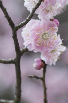 梅の花 梅,梅の花,空の写真素材