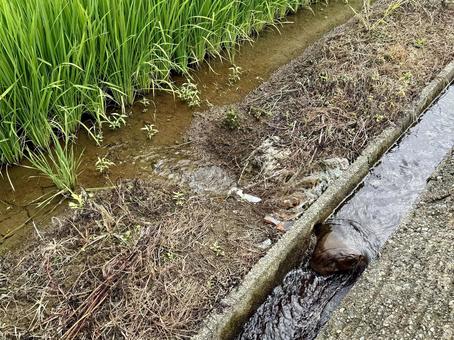 水田への湛水 水田への湛水 湛水,給水,揚水の写真素材