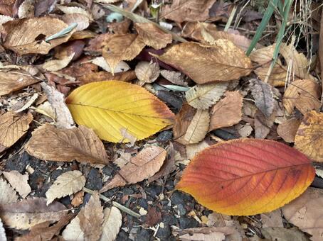 落ち葉_落葉 枯葉,落ち葉,秋の写真素材